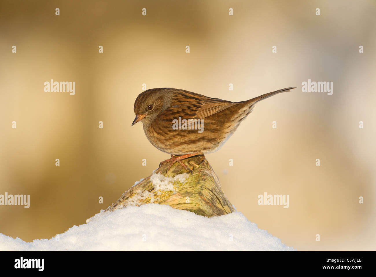 Hedgesparrow, Hedge beobachtet, Heckenbraunelle (Prunella Modularis), Erwachsene thront auf Log in Schnee. Stockfoto