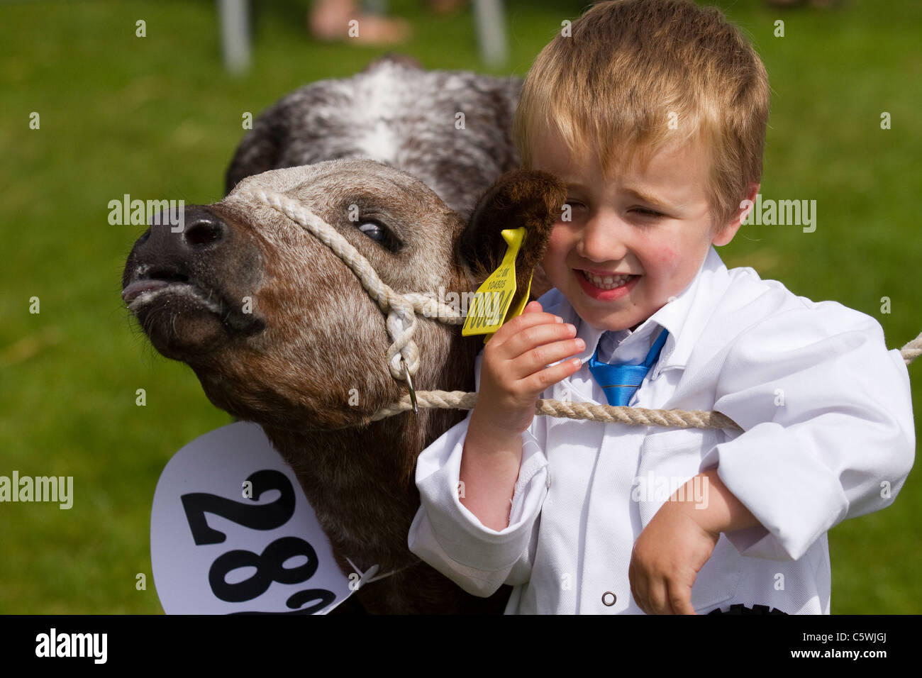 British Jersey Färsen Kühe & junge Handler Auszubildender Landwirt (MR). Kinderaussteller Cartmel Agricultural Society Annual Rural Cattle Show, 2011 in the Lake District, Cumbria, England Stockfoto