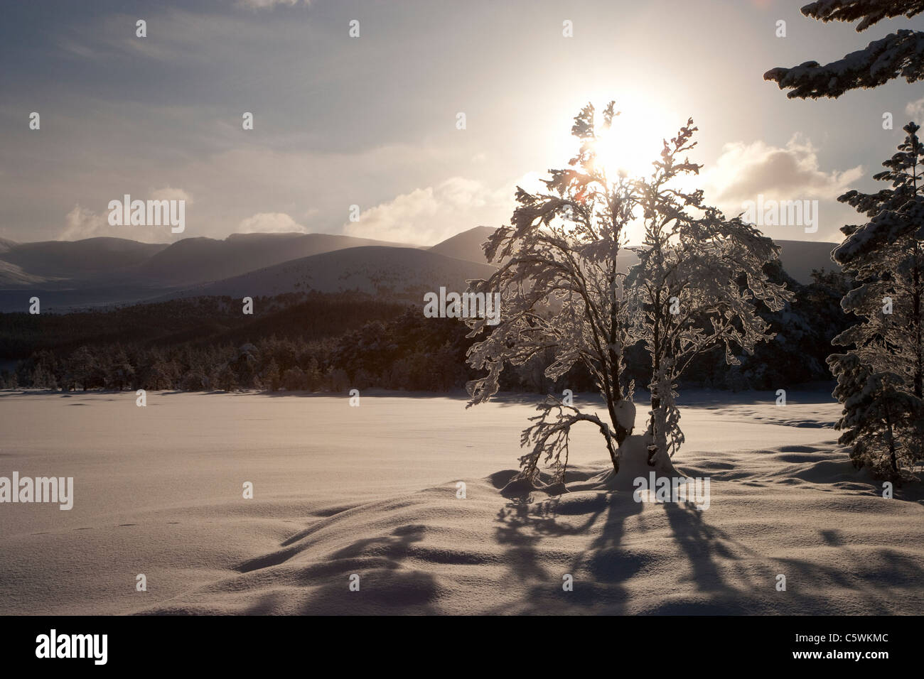 Schnee-verkrusteten Birke, Loch Morlich Cairngorms National Park, Schottland, Großbritannien. Stockfoto