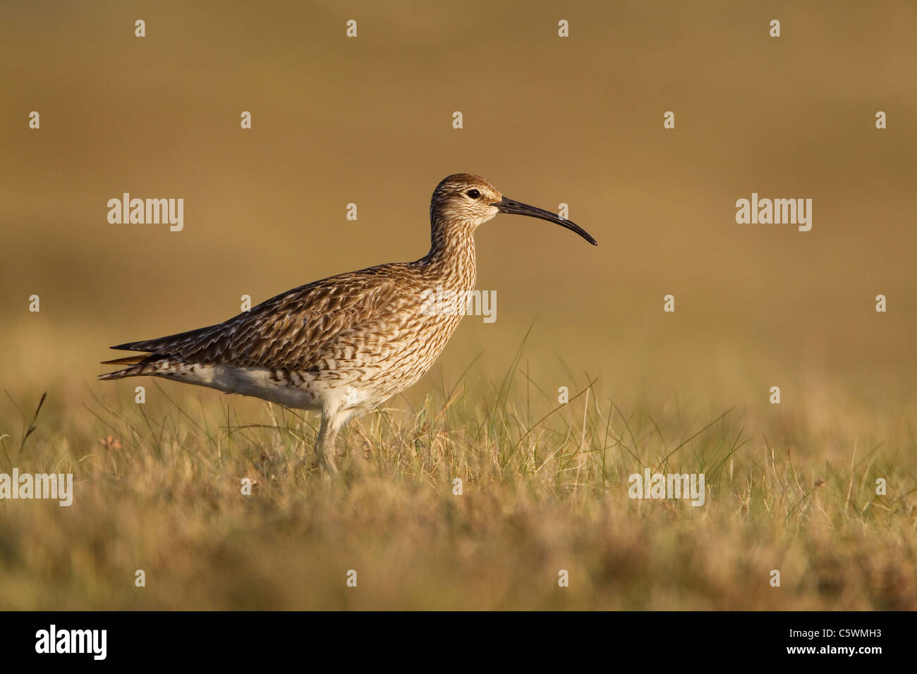 Regenbrachvogel (Numenius Phaeopus), Erwachsene auf Nährböden, Shetland, Schottland, Großbritannien. Stockfoto