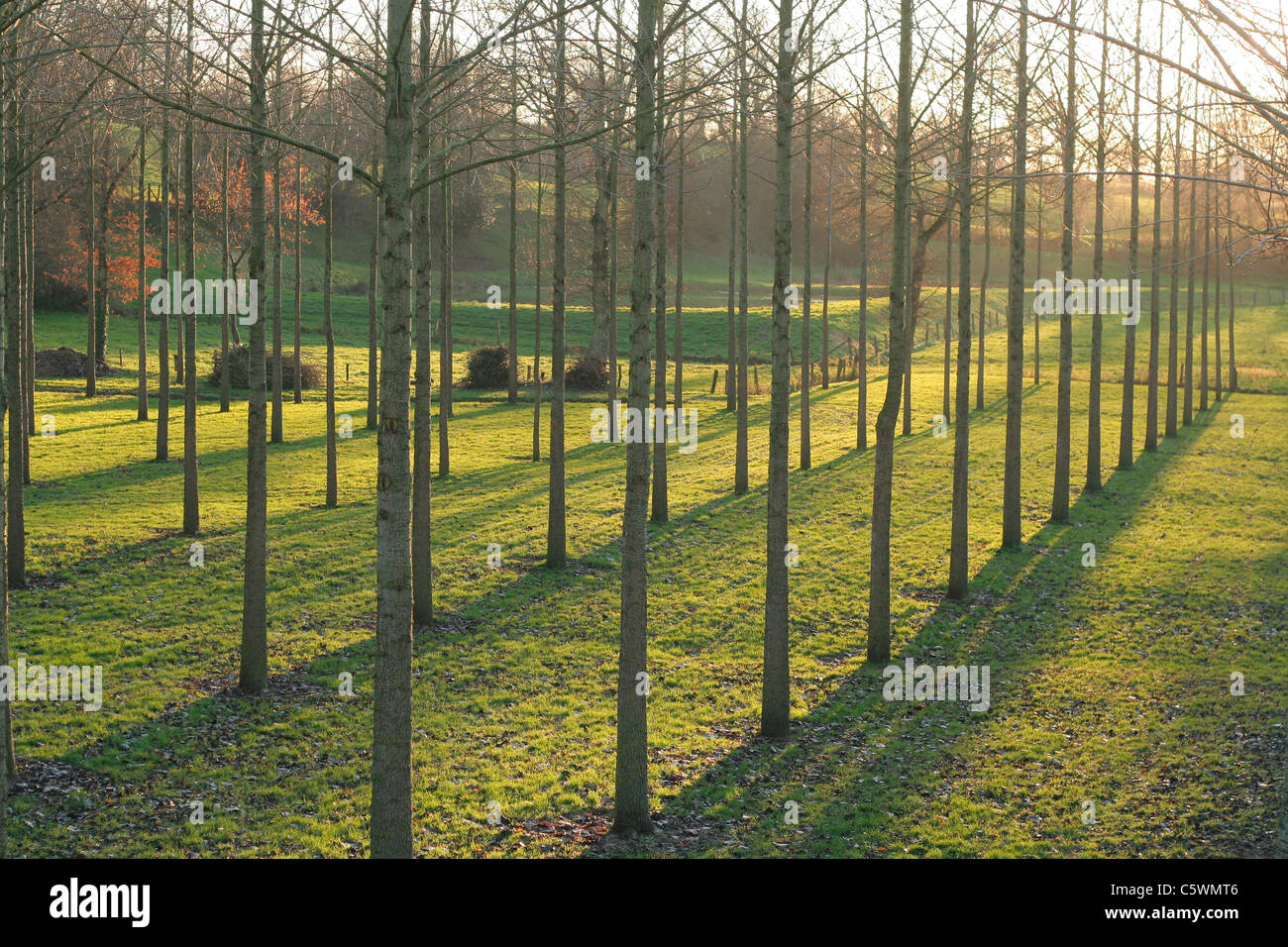 Eine Wiese mit Pappeln (Populus Nigra). Mayenne, Pays De La Loire, Frankreich, Europa. Stockfoto