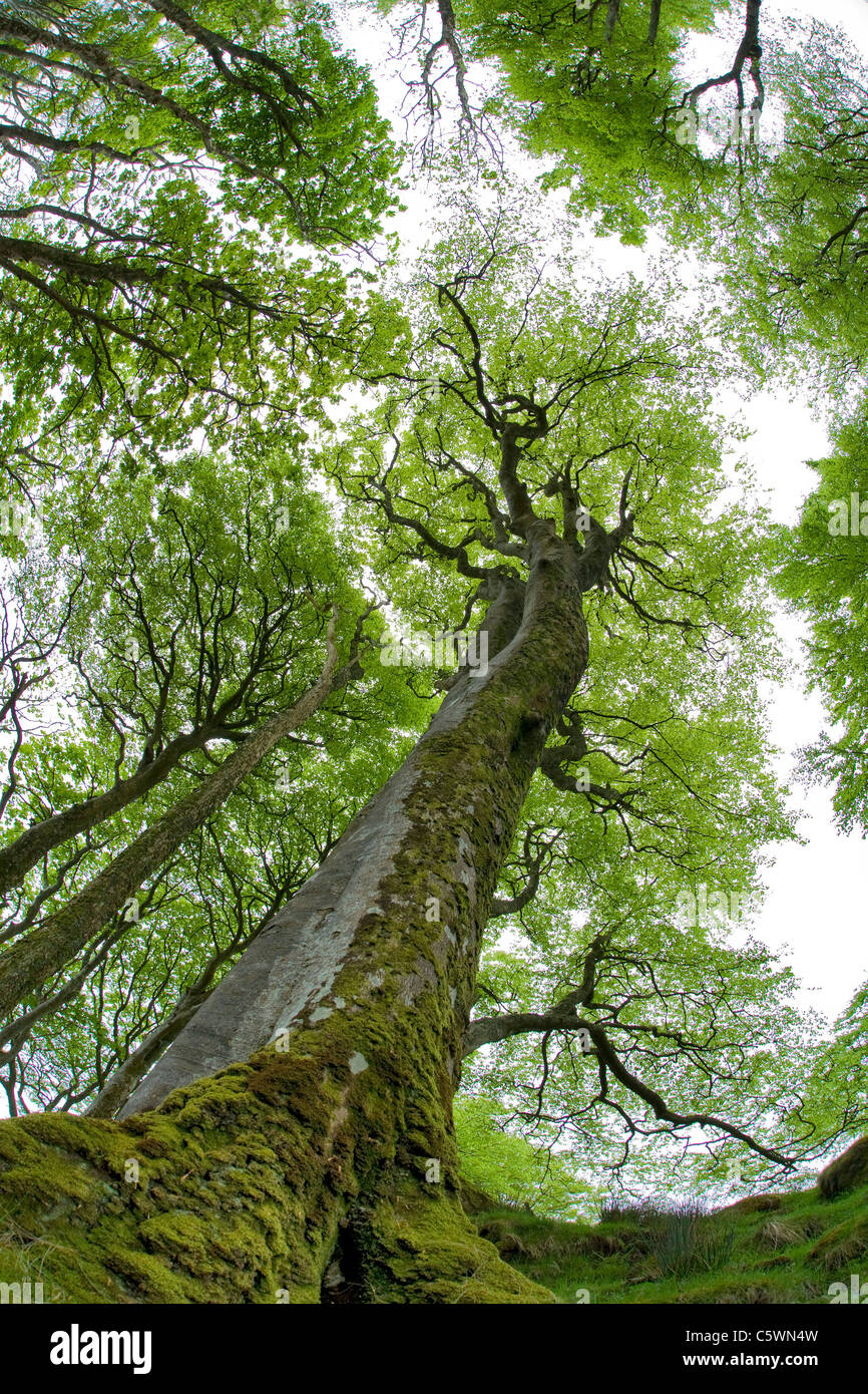 Rotbuche, Buche (Fagus Sylvatica). Bäume im zeitigen Frühjahr. Isle of Mull, Schottland, Großbritannien. Stockfoto