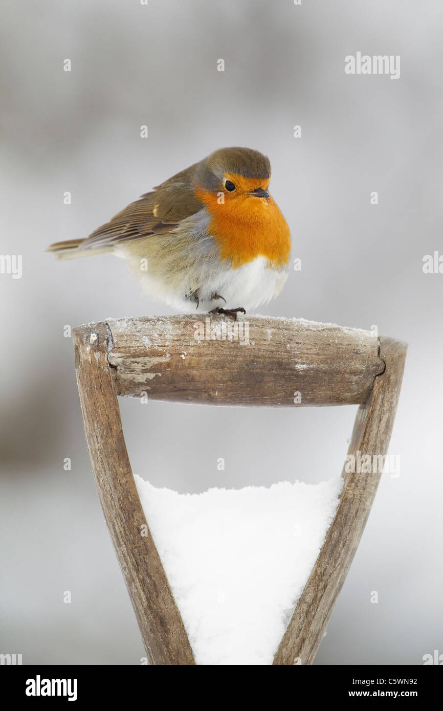 Robin (Erithacus Rubecula), Erwachsener gehockt Spaten Griff im Schnee. Stockfoto
