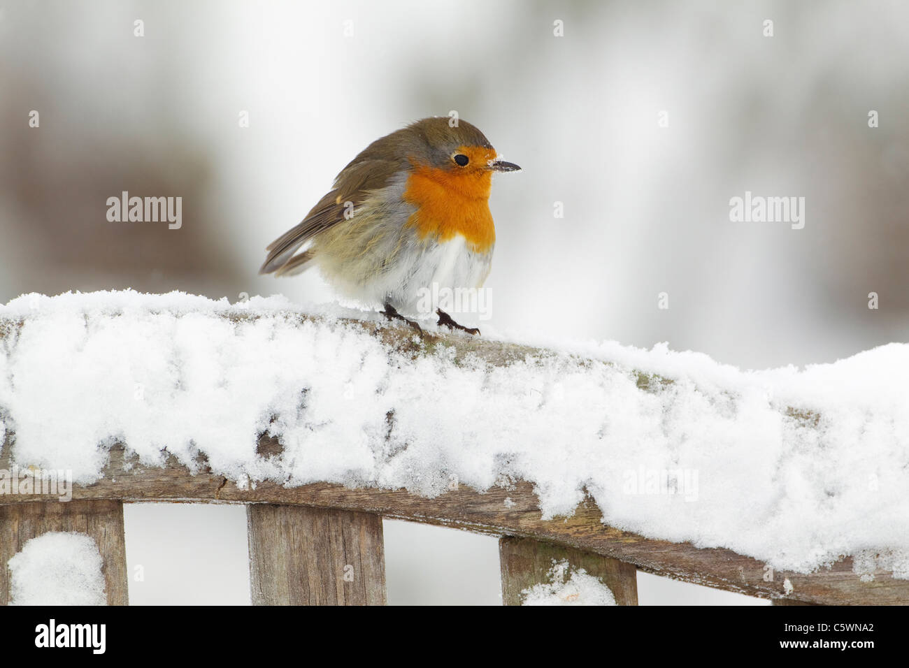 Robin (Erithacus Rubecula), Erwachsene thront auf Gartenbank im Schnee. Stockfoto