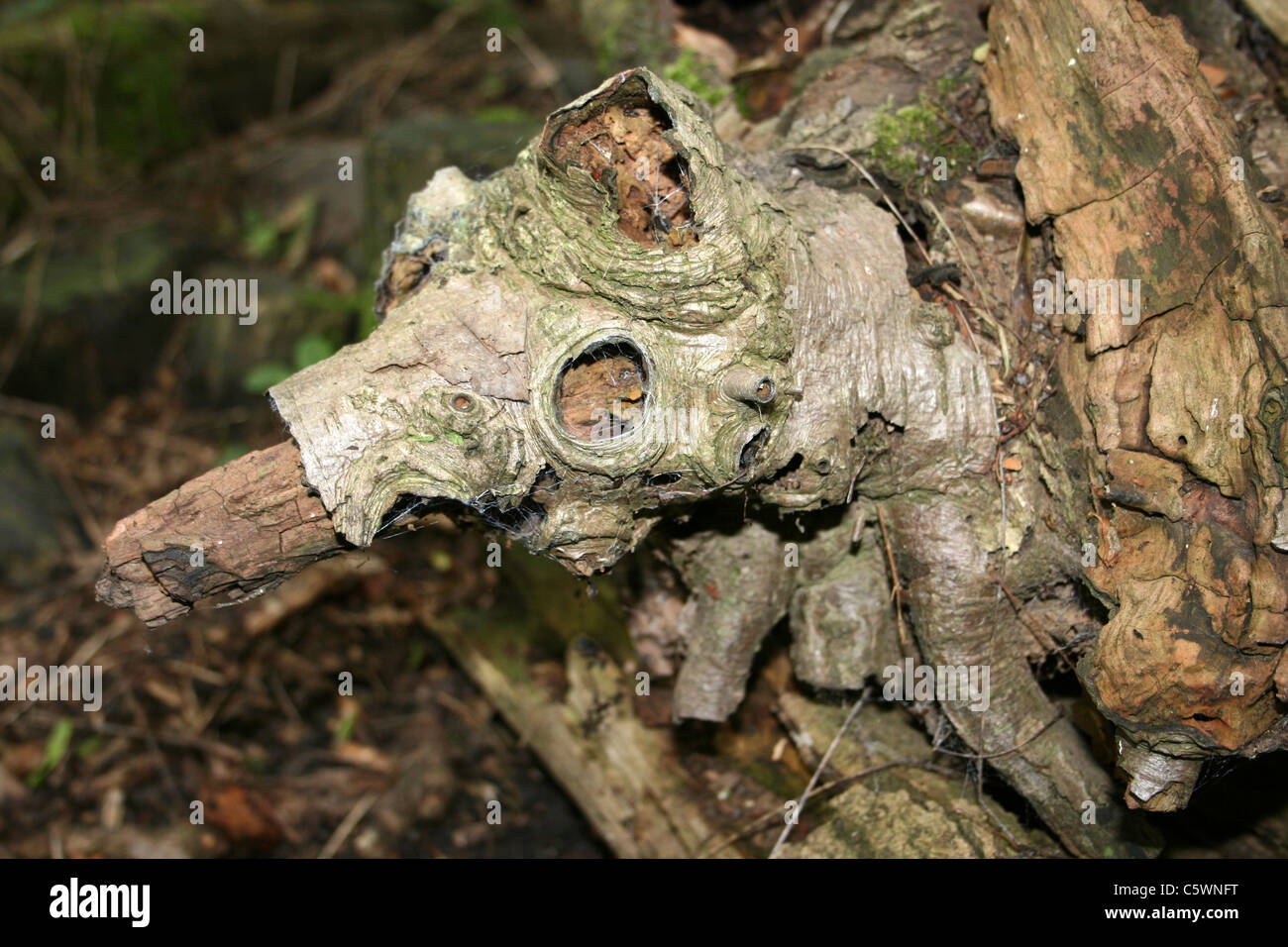 Knorrigen alten Holz In Form von einem Ameisenbär Stockfoto