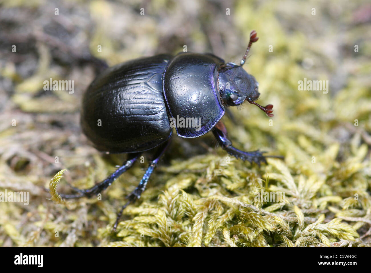 Dung beetle coleoptera Fotos und Bildmaterial in hoher Auflösung Alamy