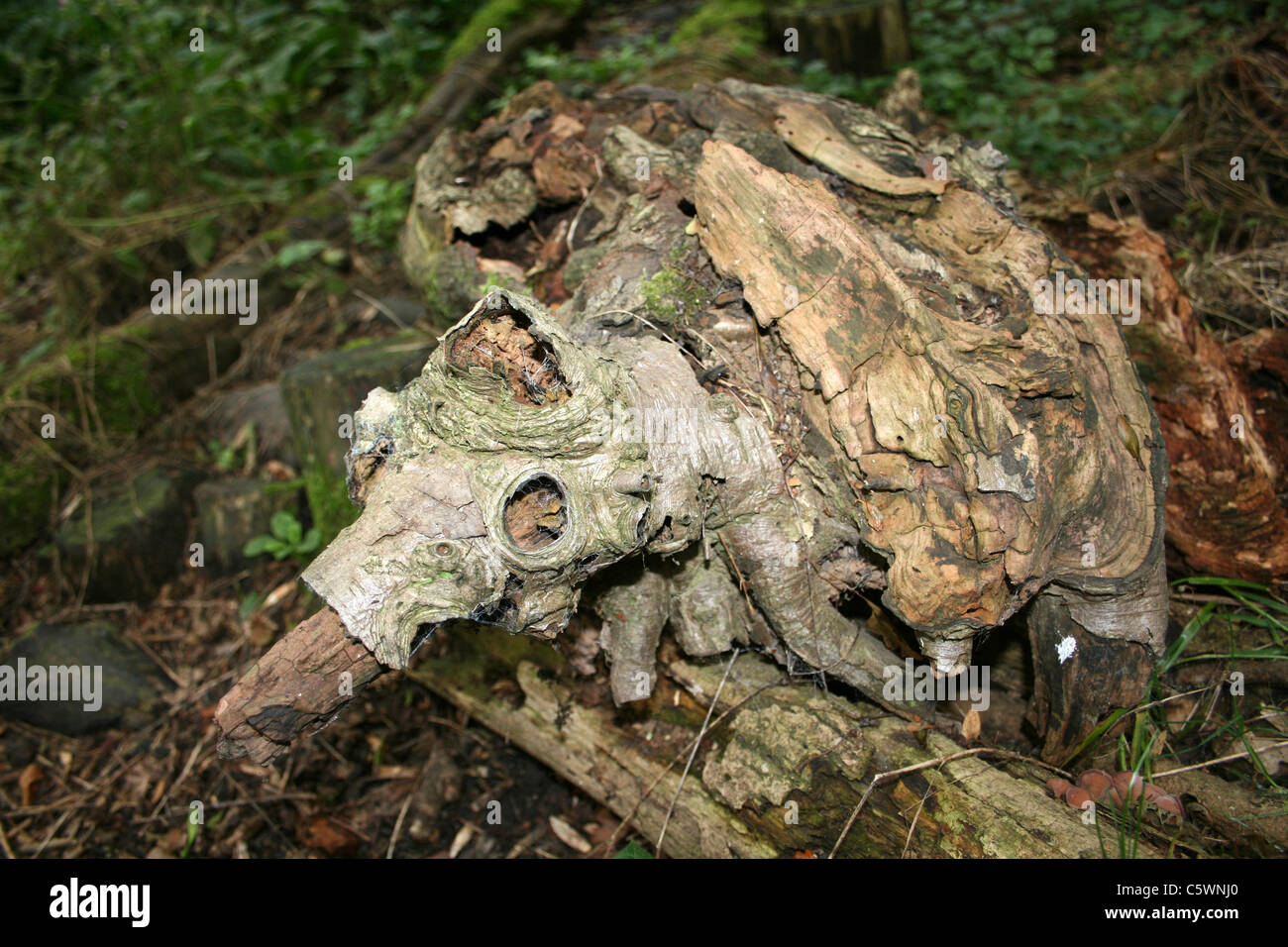 Knorrigen alten Holz In Form von einem Ameisenbär Stockfoto