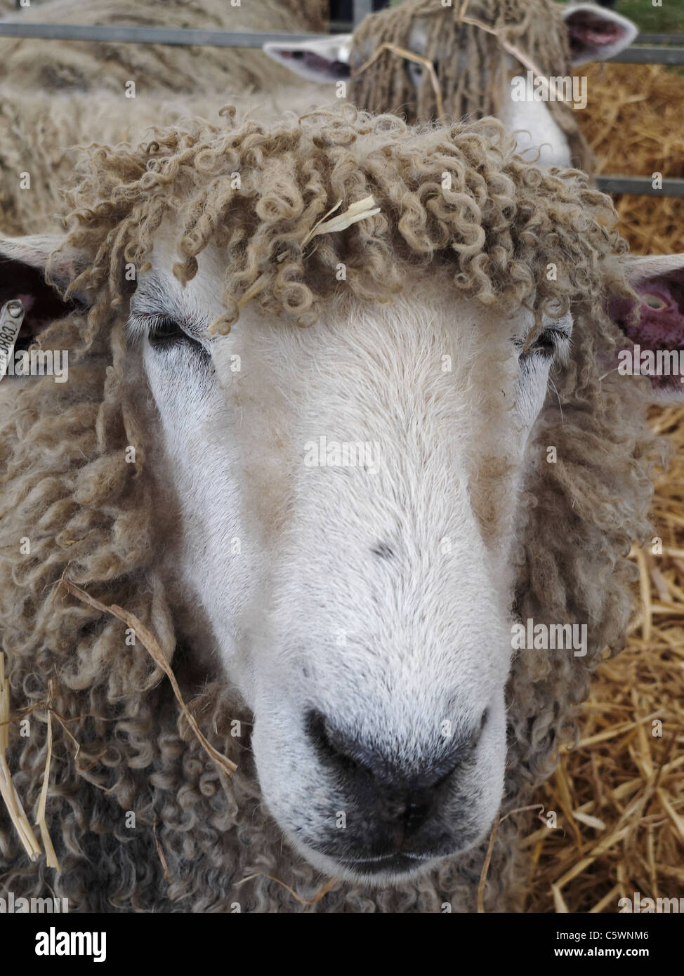 Ein Lincoln Longwool Schafe. Lincolnshire, England. Stockfoto