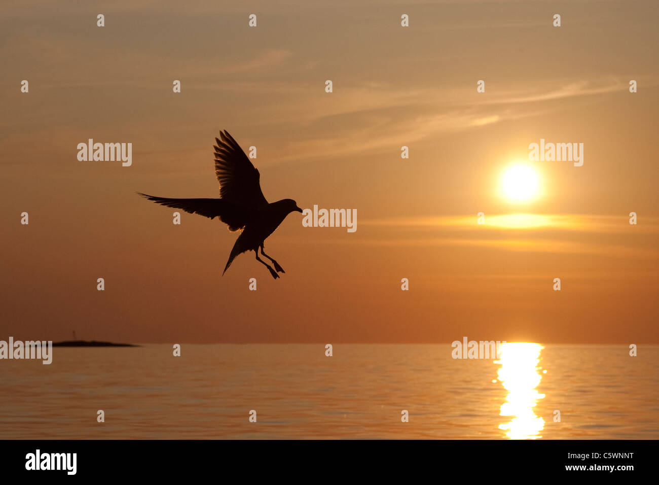 Silbermöwe (Larus Argentatus) Silhouette im Flug bei Sonnenuntergang. Stockfoto