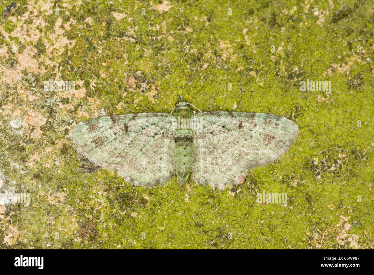 Grün Pug Motte Pasiphila Rectangulata Essex, UK IN000881 Stockfoto