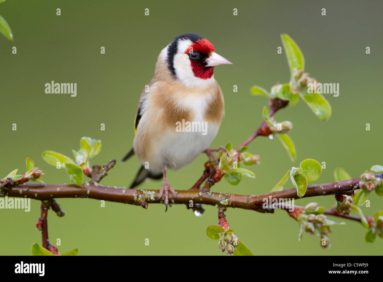 Europäische Stieglitz (Zuchtjahr Zuchtjahr). Erwachsenen thront auf Crab Apple im Frühjahr. Stockfoto