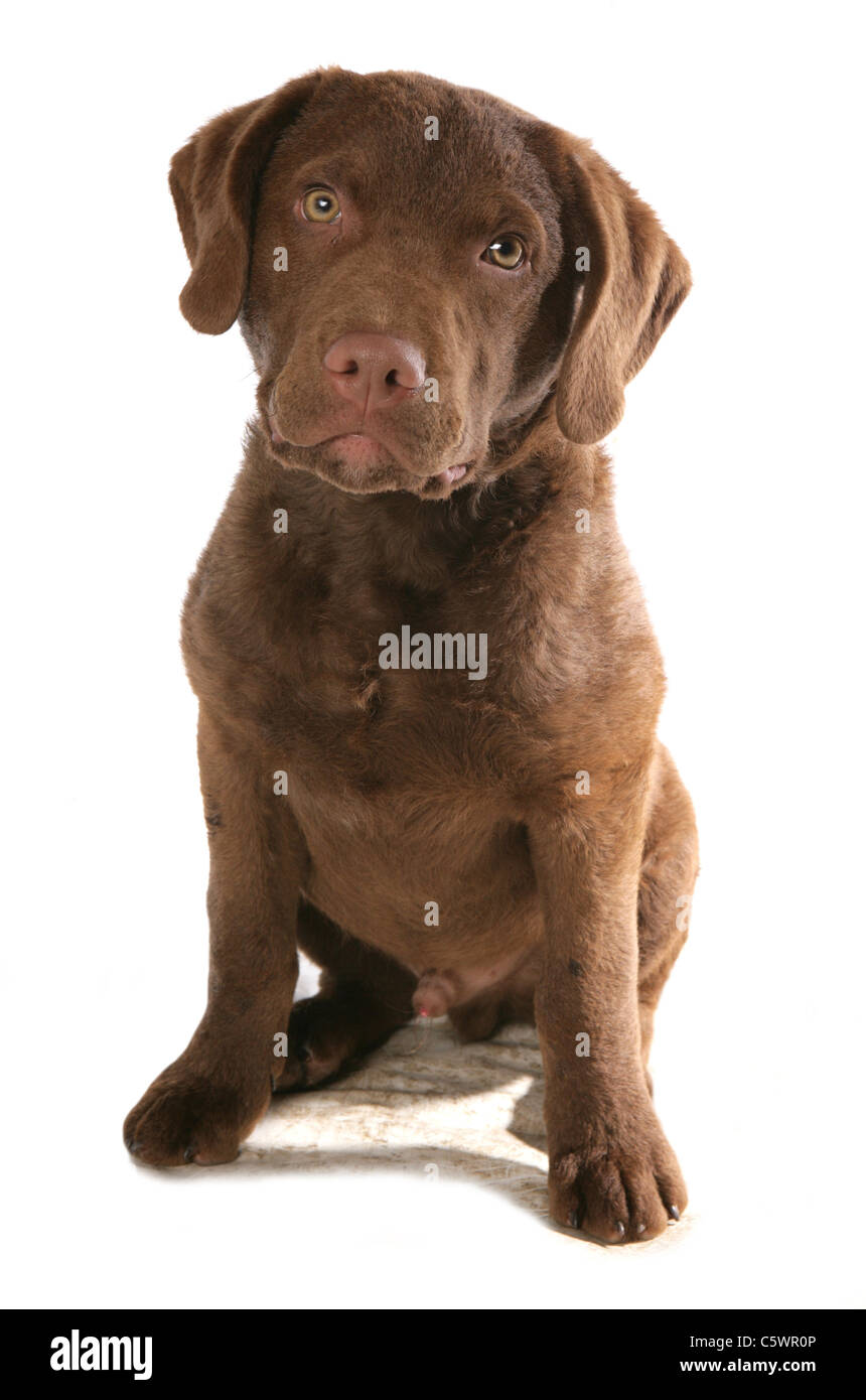 Einzelne Chesapeake Bay Retriever Welpen sitzen im Studio UK Stockfoto