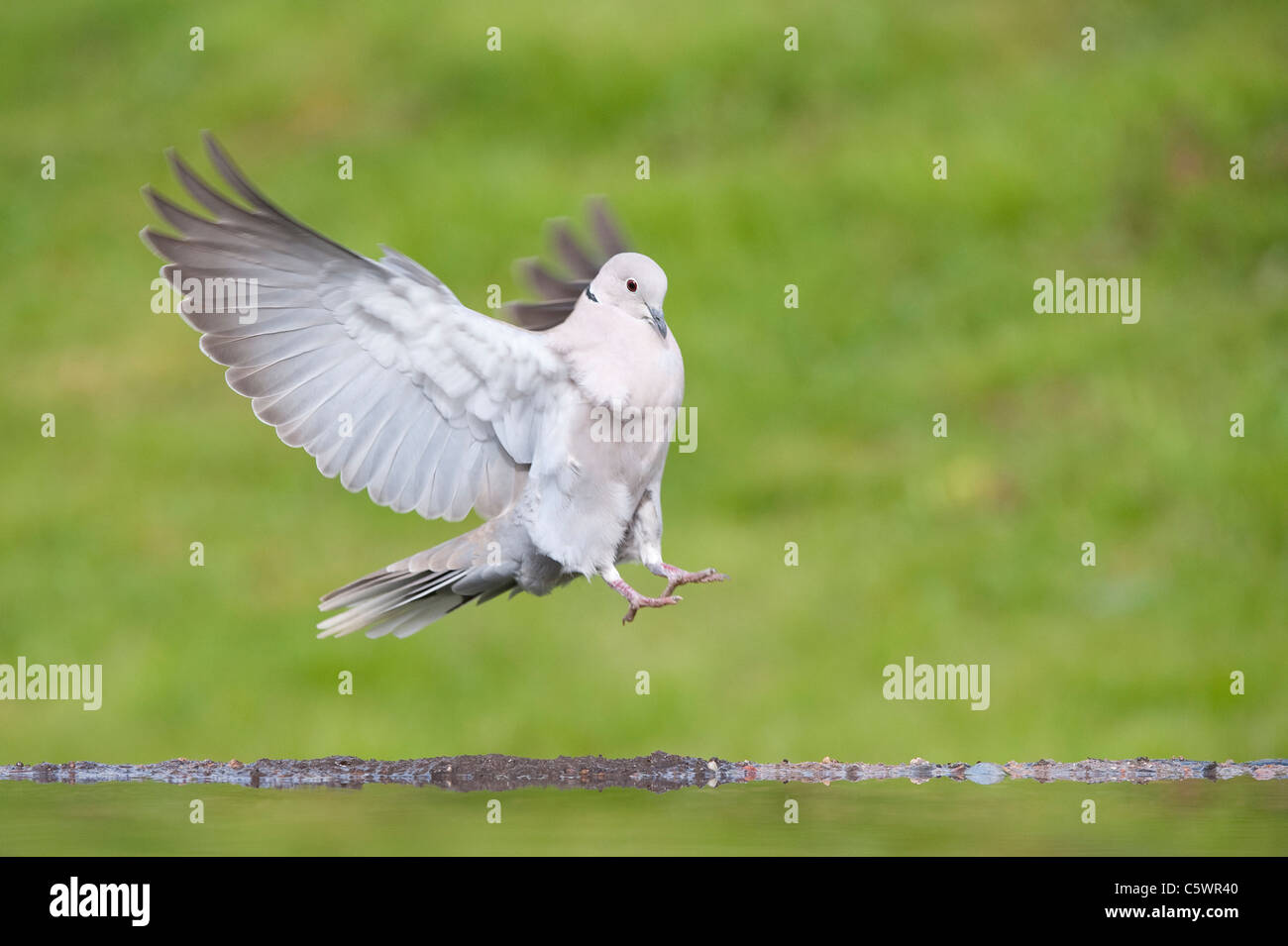 Eurasian Collared Dove (Streptopelia Decaocto), Erwachsene aussteigen am Gartenteich. Stockfoto