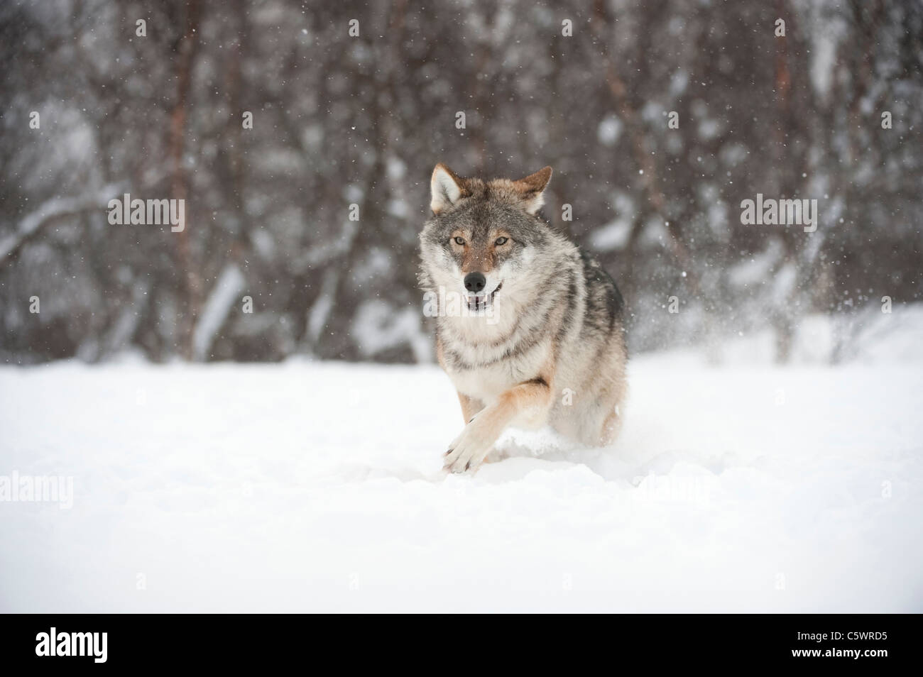 Europäische graue Wolf (Canis Lupus) Schnee (genommen unter kontrollierten Bedingungen) durchzogen. Norwegen. Stockfoto