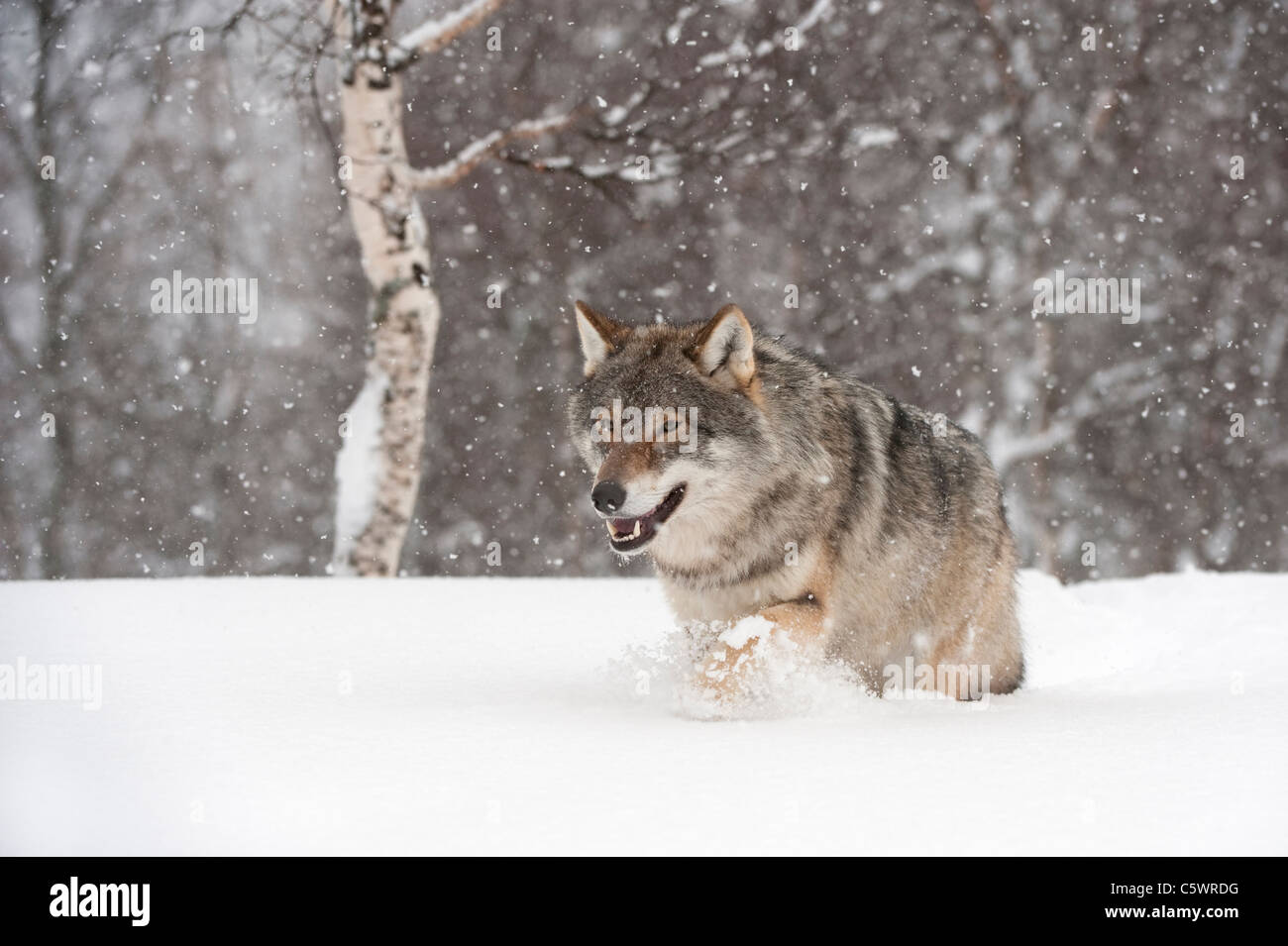 Europäische graue Wolf (Canis Lupus) zu Fuß durch den Tiefschnee (genommen unter kontrollierten Bedingungen). Norwegen. Stockfoto