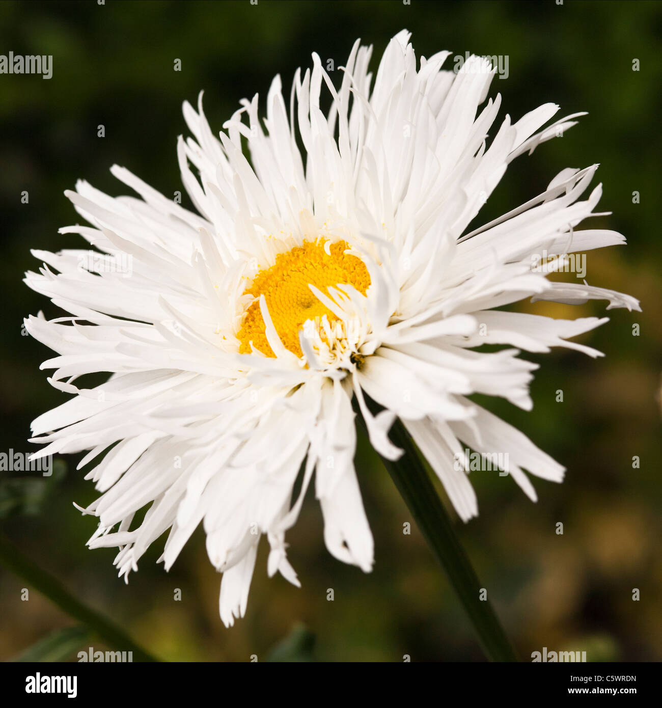 Aglaia Fotos und Bildmaterial in hoher Auflösung Alamy
