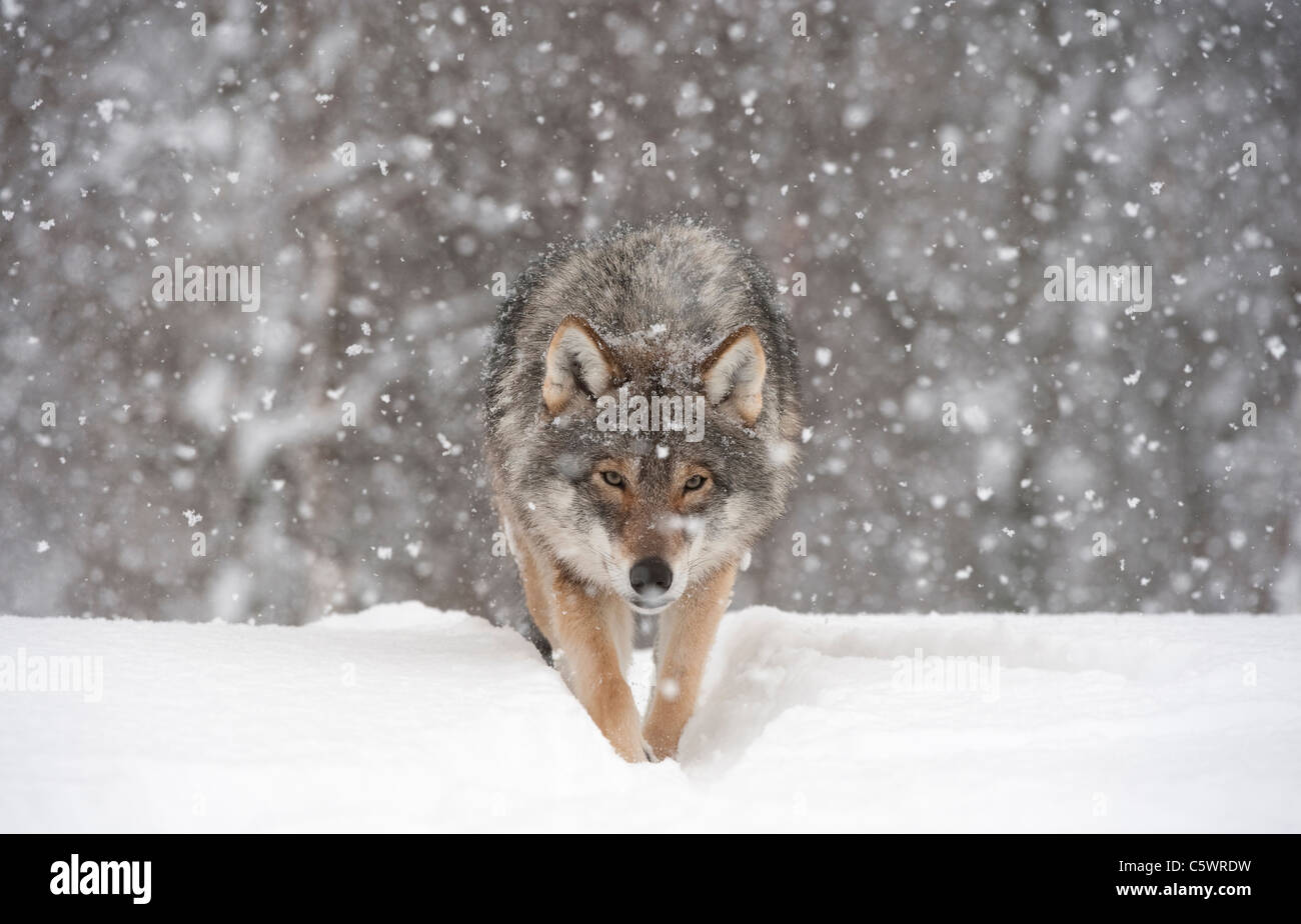 Europäische graue Wolf (Canis Lupus) zu Fuß in Richtung Kamera in fallenden Schnee (genommen unter kontrollierten Bedingungen). Norwegen. Stockfoto