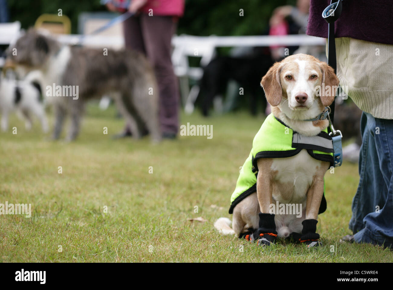 Beagle alleinstehende Erwachsene beim Hund zeigen, Uk Stockfoto