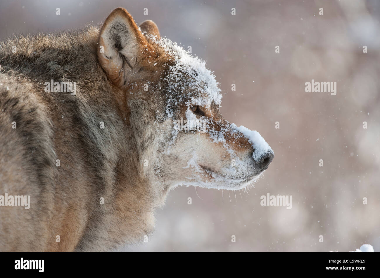 Europäische graue Wolf (Canis Lupus), Porträt von alpha-Männchen im Winter (genommen unter kontrollierten Bedingungen). Norwegen. Stockfoto