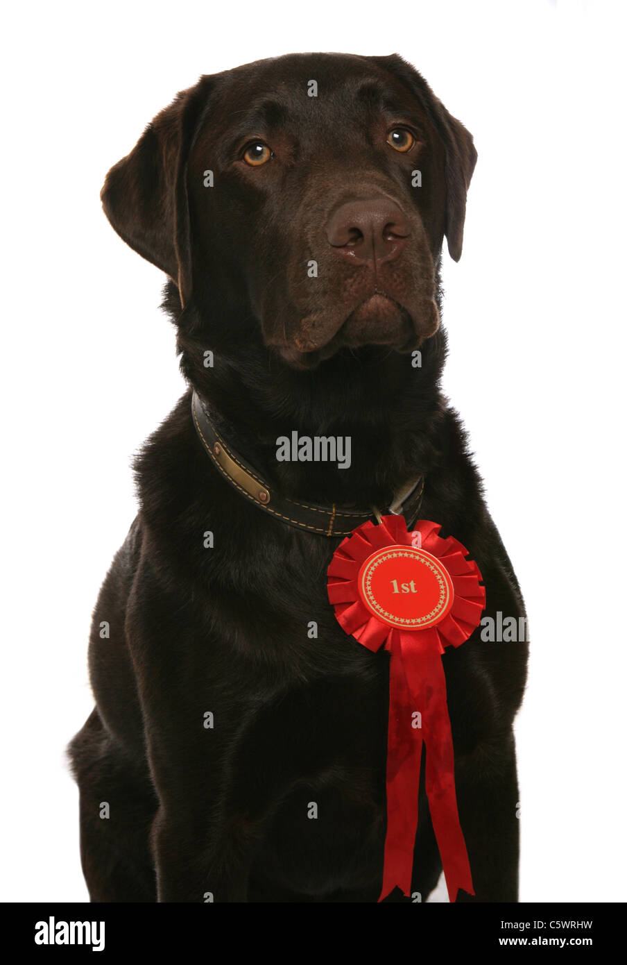 Labrador Retriever alleinstehenden mit rote Rosette Studio, UK Stockfoto