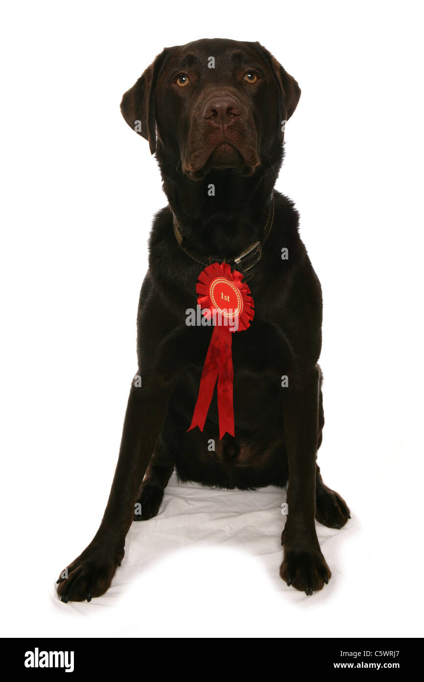 Labrador Retriever alleinstehenden mit rote Rosette Studio, UK Stockfoto