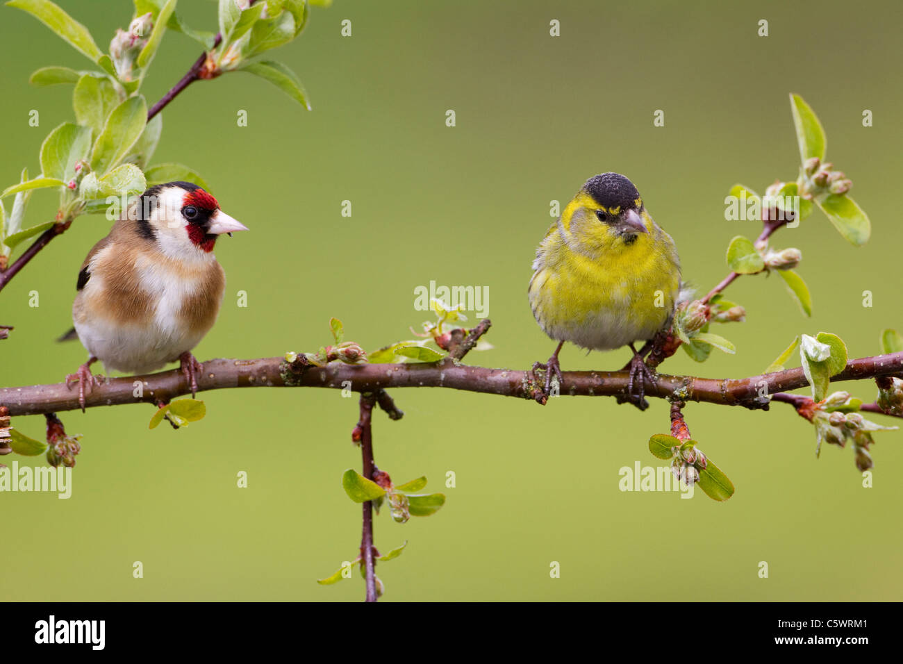 Eurasische Zeisig (Zuchtjahr Spinus). Männlich in der Zucht Gefieder und europäische Stieglitz (Zuchtjahr Zuchtjahr) gehockt Holzapfel Stockfoto