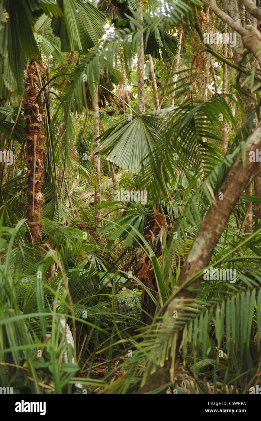 Dichten Fan Palmenwald in Tam o' shanter Forest, Queensland, Australien Stockfoto