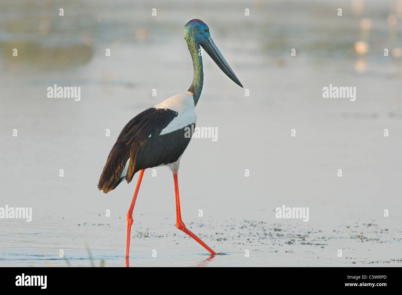 Schwarzhals- oder Jabiru-Storch (Nahrung Asiaticus) am gelben Fluss, Kakadu-Nationalpark. Stockfoto