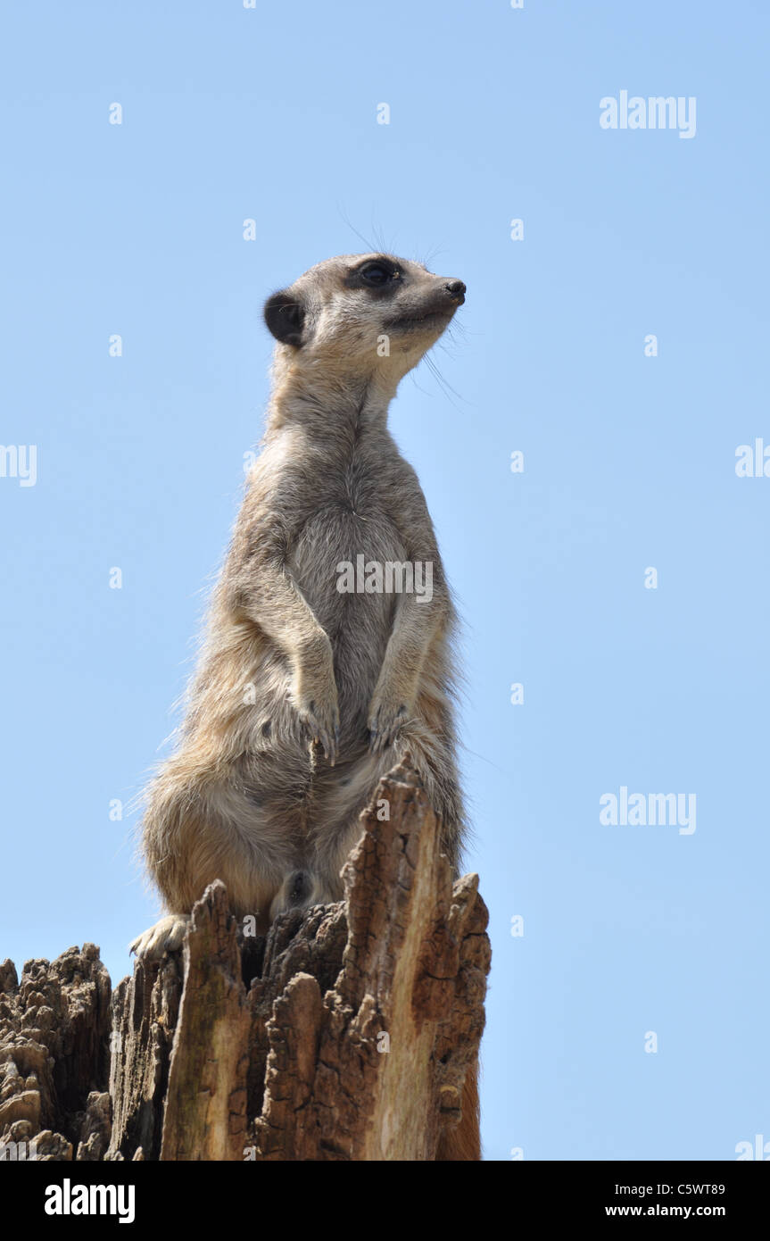 Meercat auf einem Baumstumpf aus Holz auf Wache Stockfoto