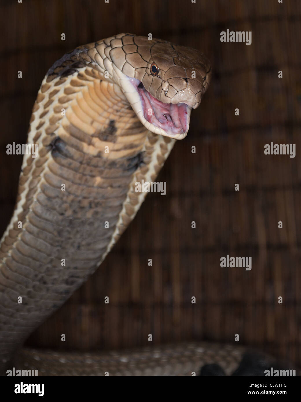 King Cobra-Porträt Stockfoto