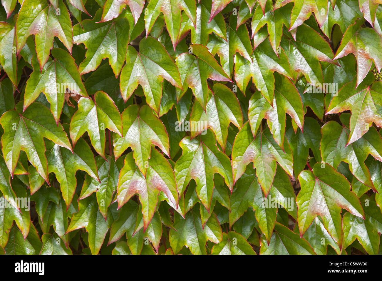 Boston Ivy Vine (Parthenocissus Tricuspidata) Stockfoto