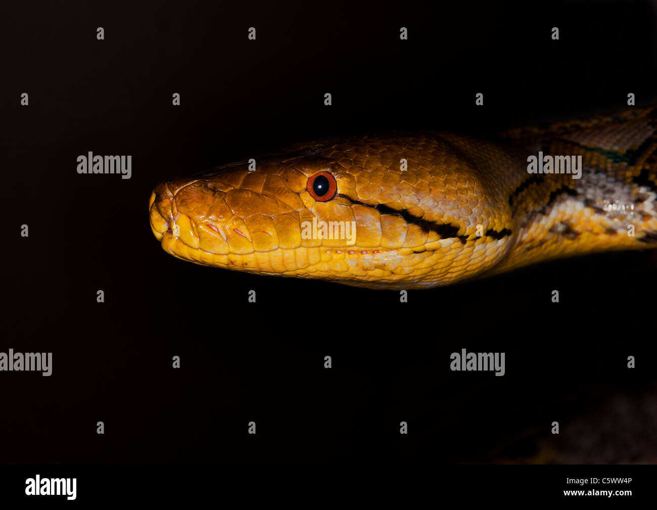 Python aus der Dunkelheit Stockfoto