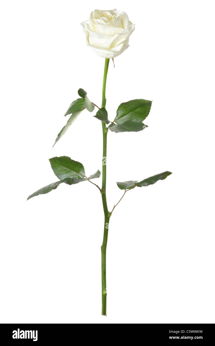 Einzelne weiße rose Lawine isoliert auf weißem Hintergrund Stockfoto