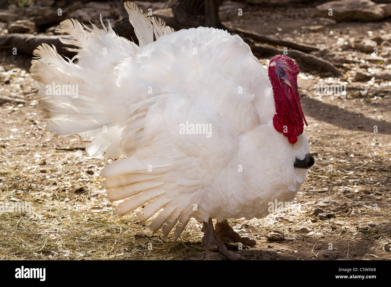 Eine weiße Türkei Stockfoto