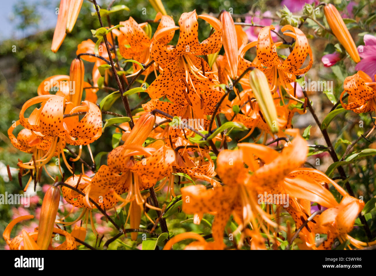 Nahaufnahme von Blumen im Gemüsegarten Oxburgh Hall, viktorianischen Garten, Blumengärten, Blütenstand, Blütenpracht Stockfoto