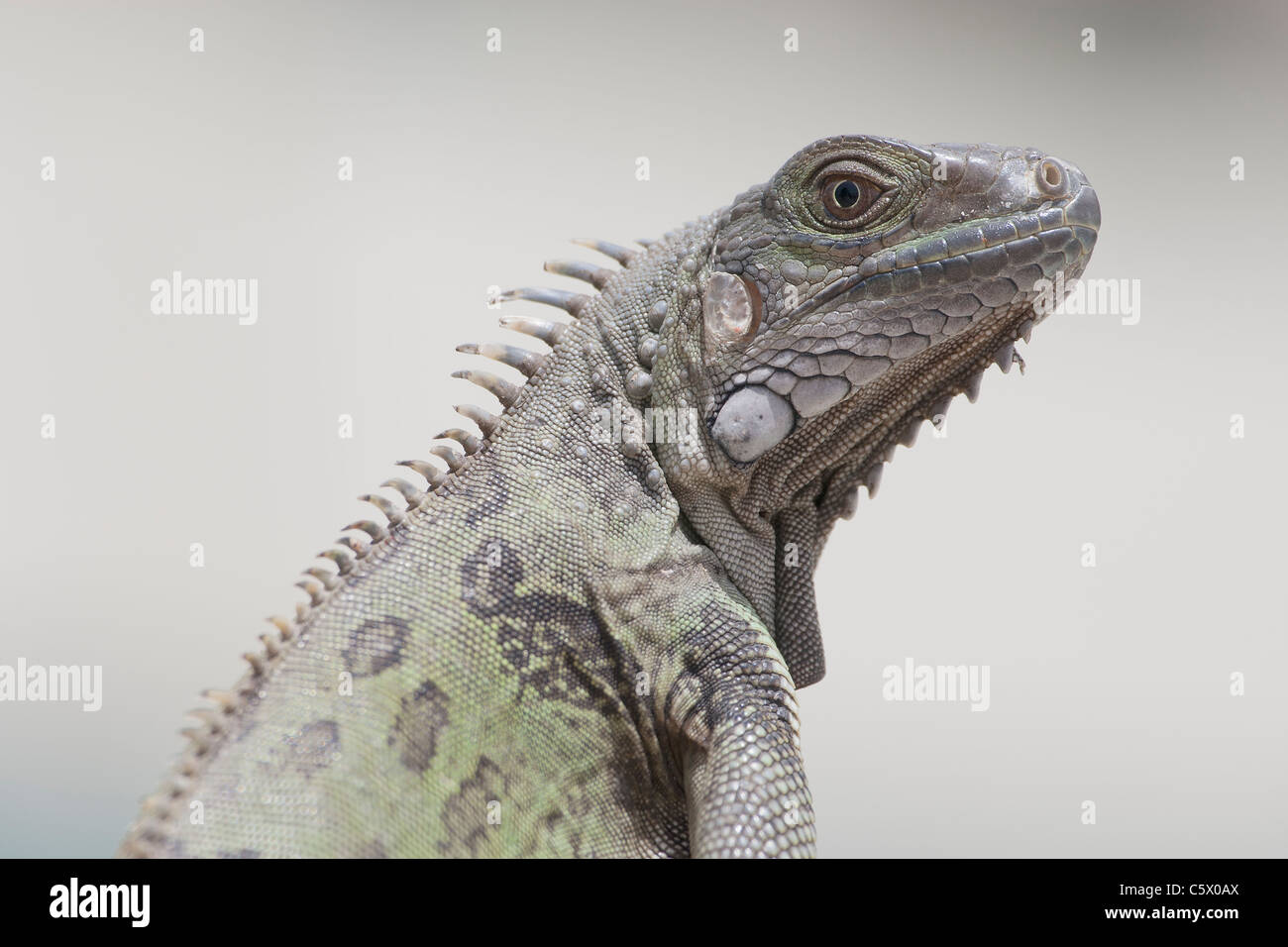 Porträt von einem wilden grüner Leguan im Holiday Inn Sunspree Resort, Aruba, Niederländische Karibik Stockfoto