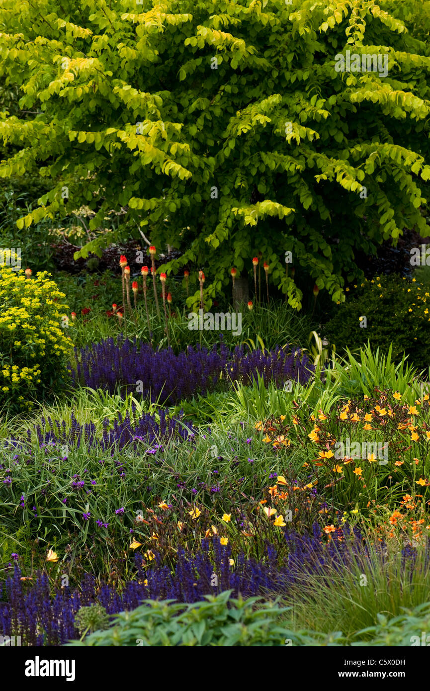 Die Hot-Garten im frühen Sommer, RHS Rosemoor, Devon, England, Vereinigtes Königreich Stockfoto
