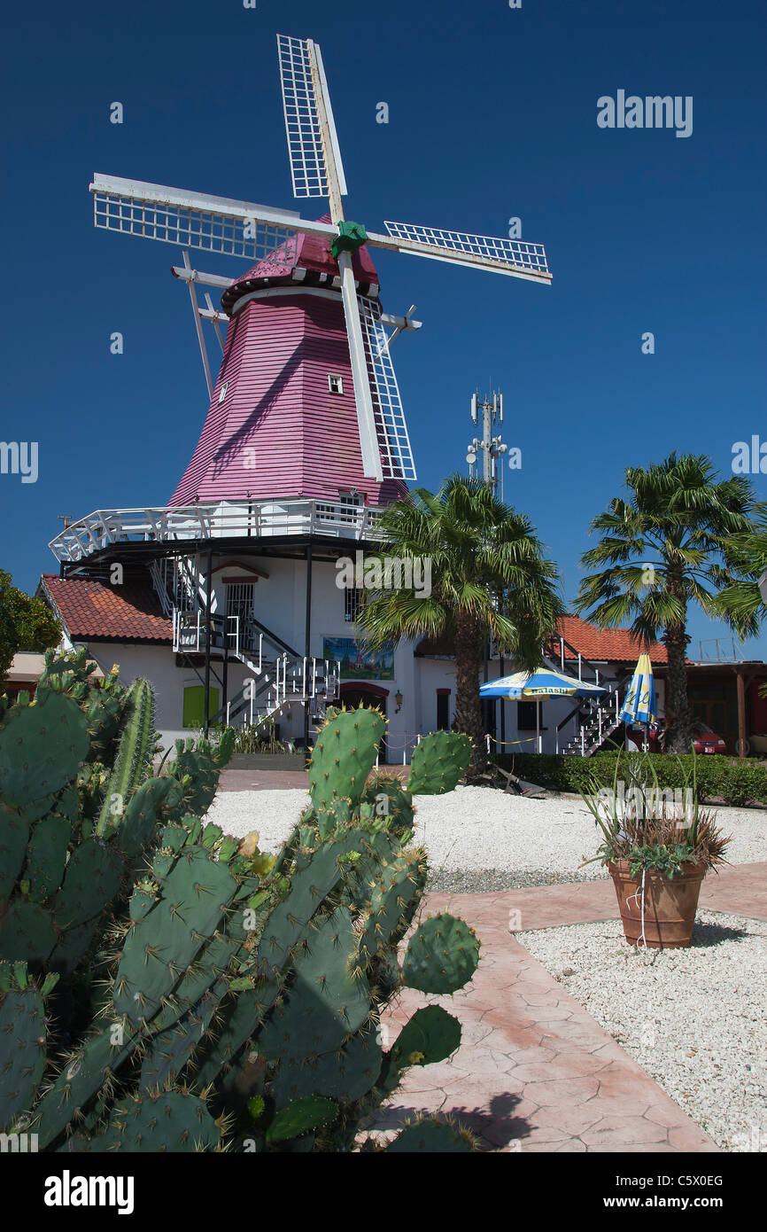 Alte holländische Windmühle, Palm/Eagle Beach, Aruba, weniger Antillen, Karibik mit tiefblauem Himmel und Kaktus im Vordergrund Stockfoto
