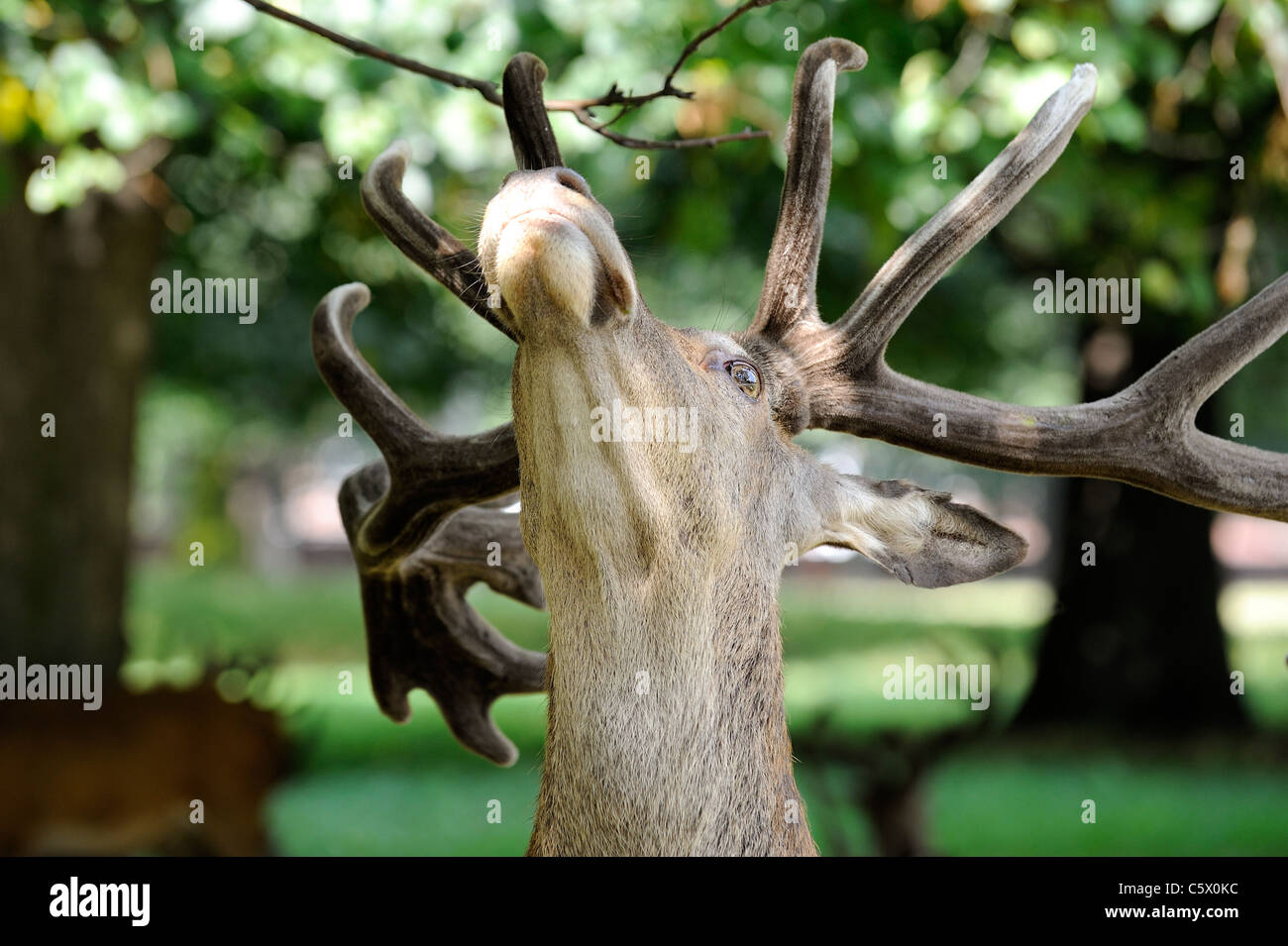 Red Deer Essen ein Blatt von einem Baum Wollaton park Nottingham England uk Stockfoto