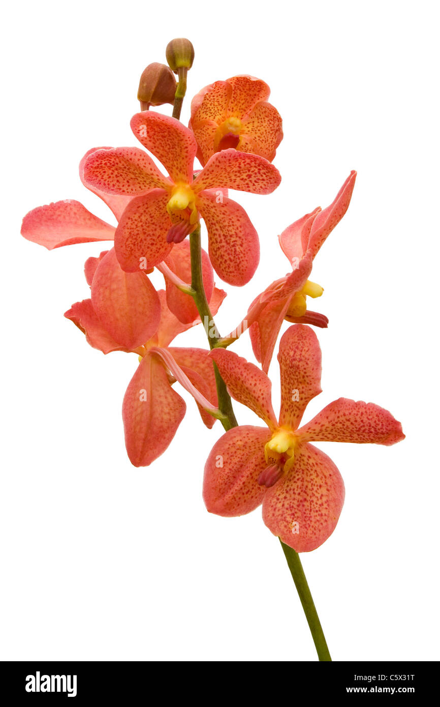 Stamm von orange Orchideen isoliert auf weißem Hintergrund Stockfoto