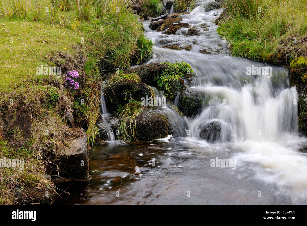 Lila Blüten durch ein Moor Stream, Swaledale, Yorkshire, England Stockfoto