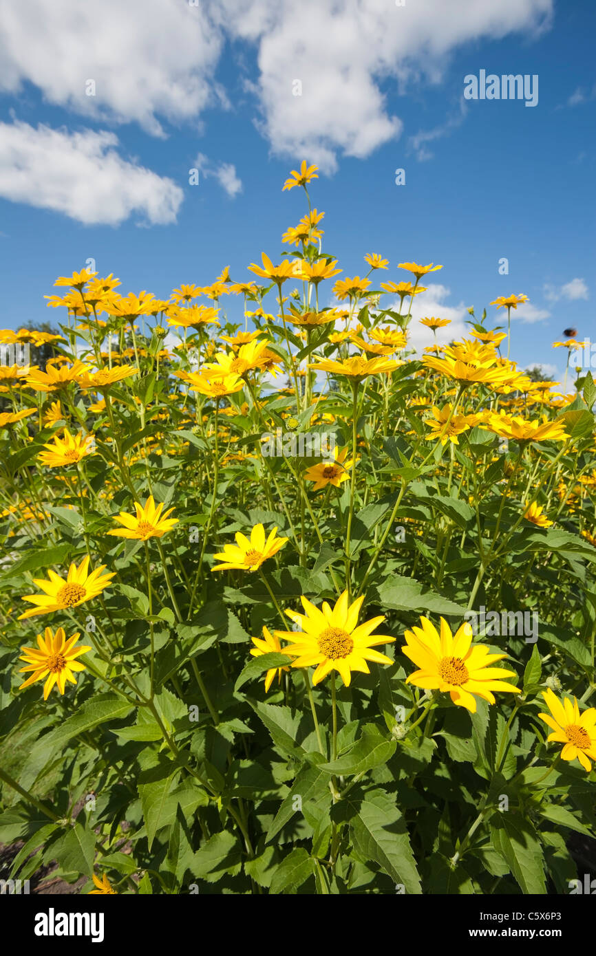 Steife Sonnenblume Helianthus pauciflorus Stockfoto