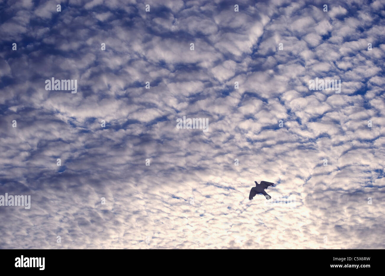 Vogel fliegt in dramatischer Himmel Stockfoto