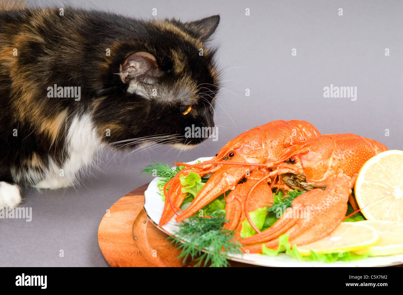 Die Katze untersucht einen Teller mit Flusskrebsen auf grauem Hintergrund. Stockfoto