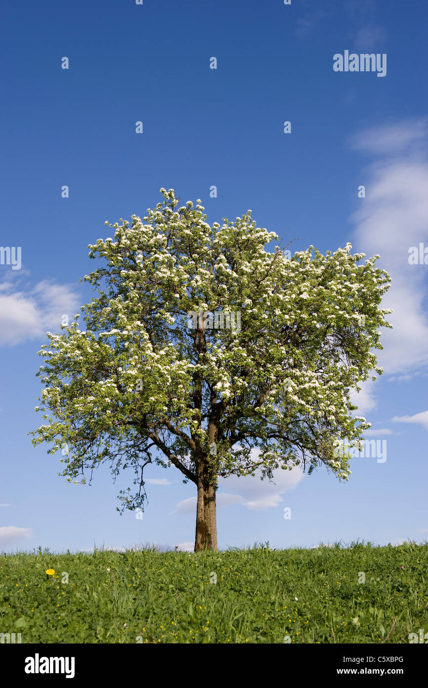 Österreich, Salzkammergut, Obstbaum im Frühjahr Stockfoto