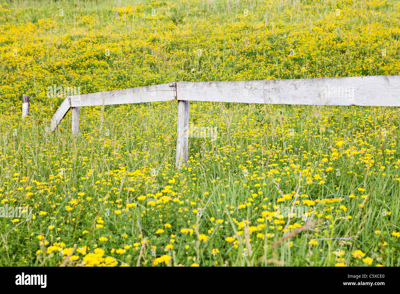 Bereich der wilden gelben Blüten in Iowa mit alten weißen Zaun Weide. Stockfoto