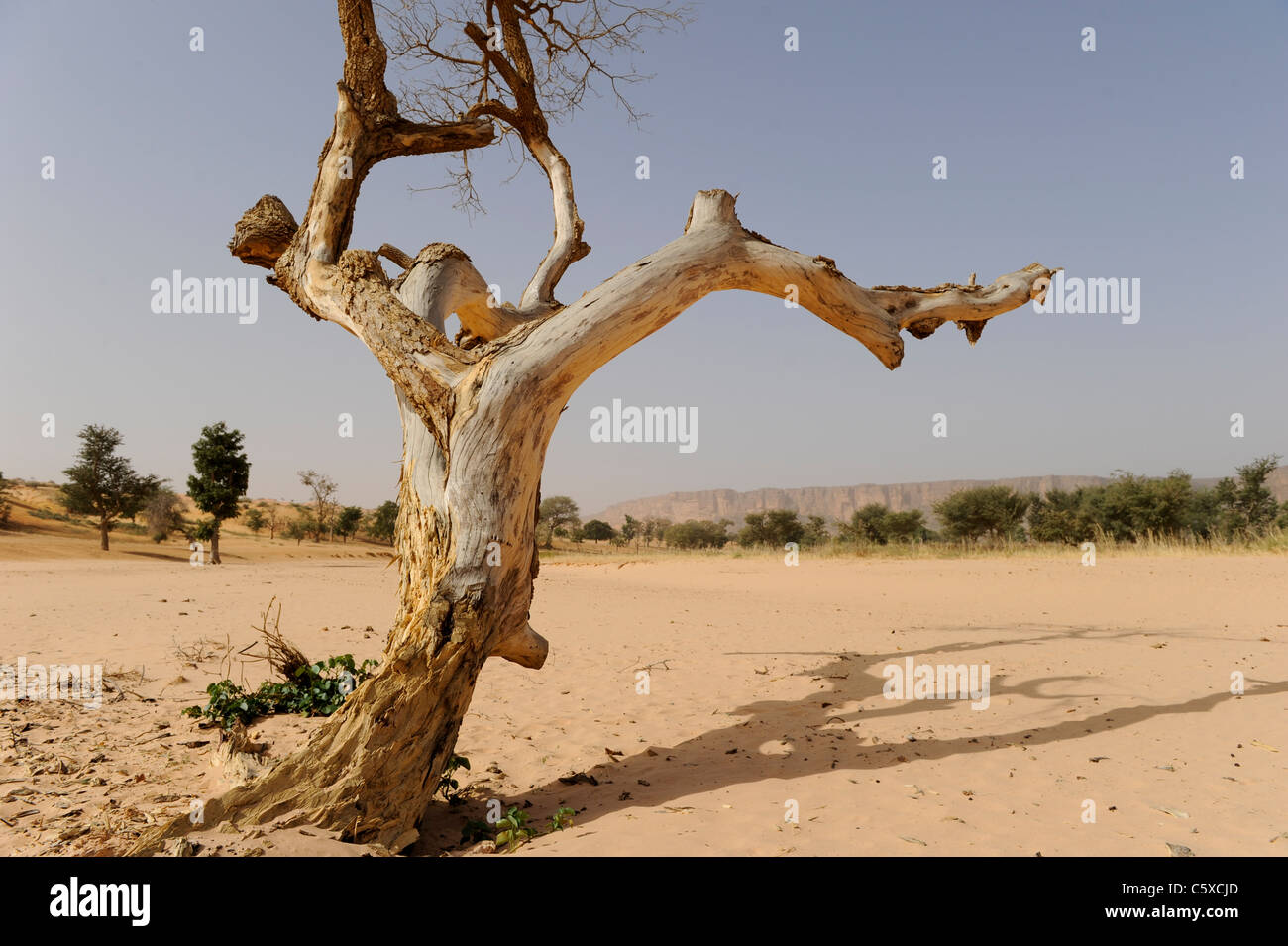 MALI Bandiagara, Dogonland, Sanddünen mit toter Baum in den Rücken Falaise de Bandiagara, ein Rock-Gebirge Stockfoto