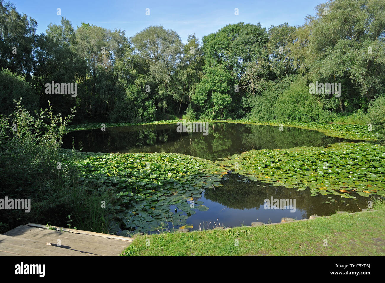 WW1 Grube Krater Pool of Peace / Lone Tree Krater / Spanbroekmolenkrater, einen Weltkrieg 14-18 Seite bei Wijtschate, Belgien Stockfoto