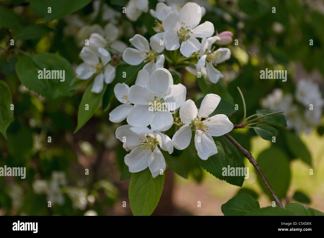 Blühender Jasmin Stockfoto