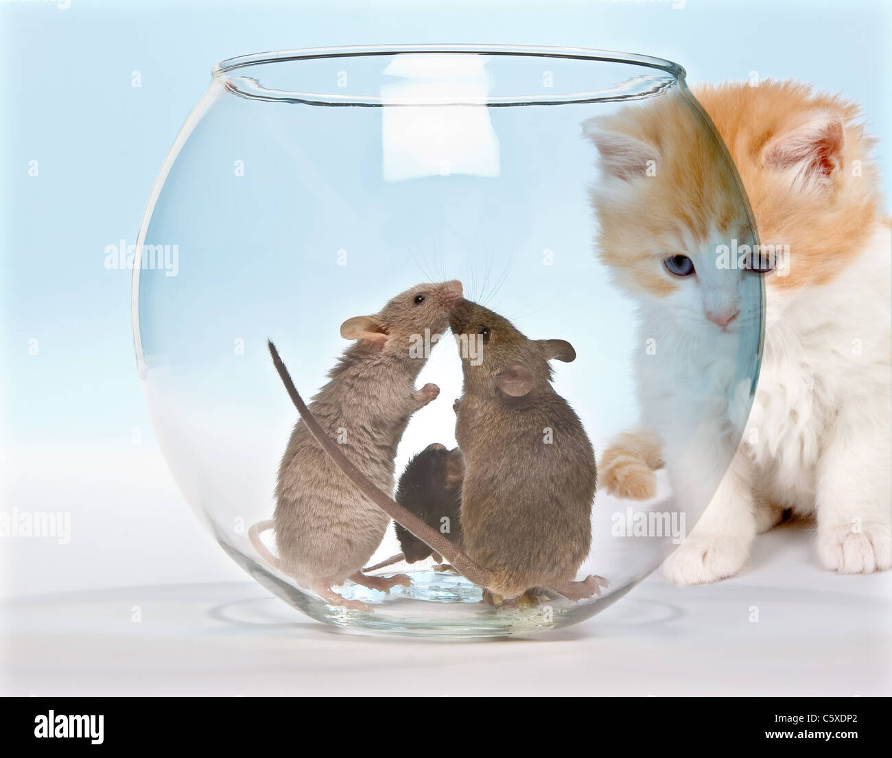 Kleine rote Kätzchen beobachten drei Mäuse in einem sicheren Aquarium Stockfoto